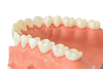 ¿Cuántos tipos de dientes tenemos y cuál es su función?
